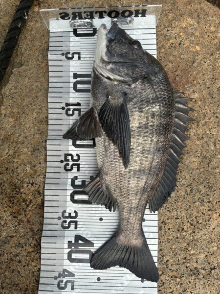 イチノ兄弟、釣果！