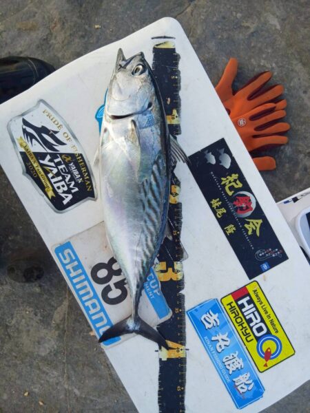 和歌山市江(吉丸渡船)で初釣り