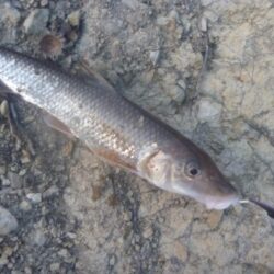 1月の淡水魚釣行