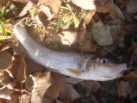 一庫ダム釣行　1月7日