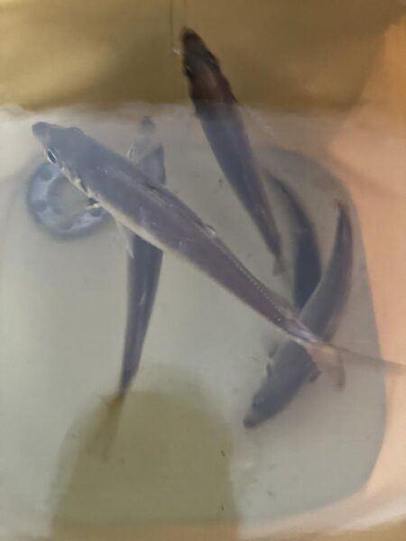 寒すぎましたがいました