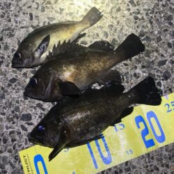 メバルはタイミング