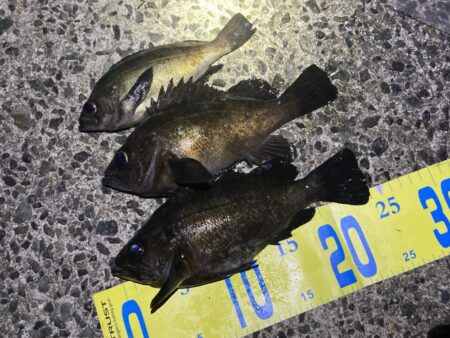 メバルはタイミング