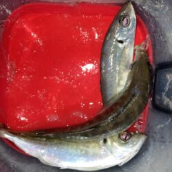 朝のフロートリグでアジング