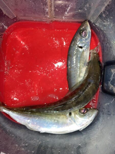 朝のフロートリグでアジング