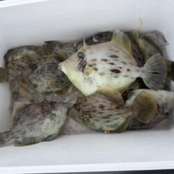 初釣りはカワハギ釣りで