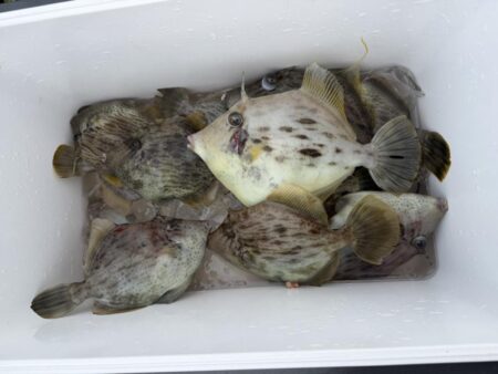 初釣りはカワハギ釣りで