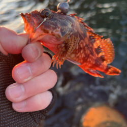 2026.No.1  ライトゲーム