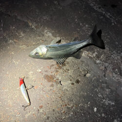 ここ1ヶ月セイゴしか釣れず（≧∇≦）