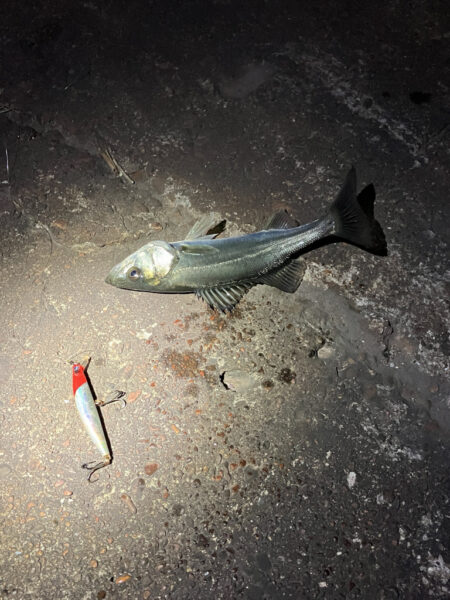 ここ1ヶ月セイゴしか釣れず（≧∇≦）