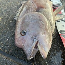 よく引きました