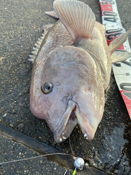 よく引きました