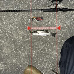 厳寒バチ抜けきた？