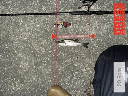 厳寒バチ抜けきた？