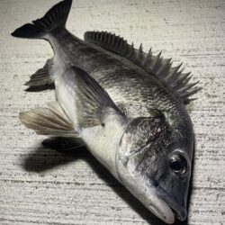 息抜きにチニング