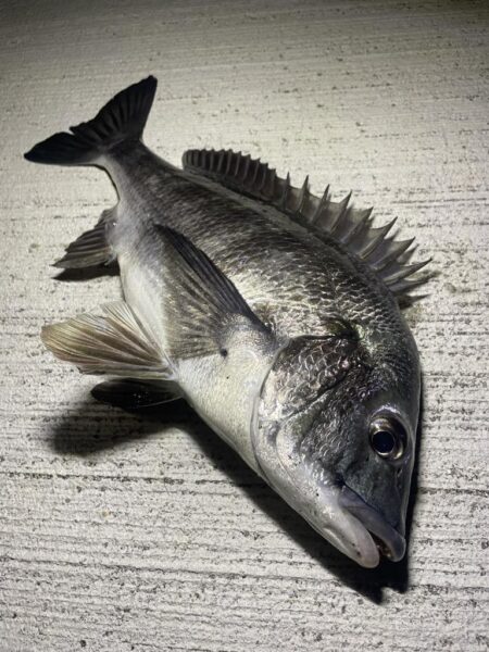 息抜きにチニング