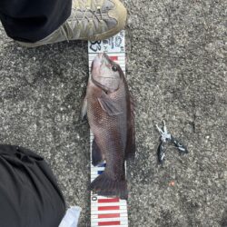 業務スーパーのムール貝！