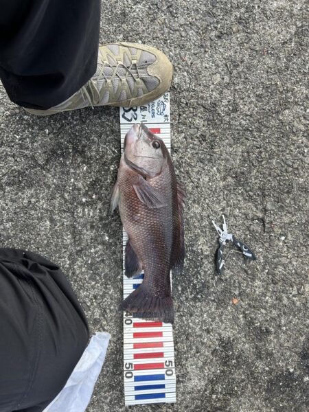 業務スーパーのムール貝！