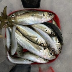 朝マズメのフロートアジング