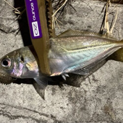 そろそろ終わり?