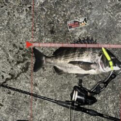 ボラの群れにルアーを通したら化けた!