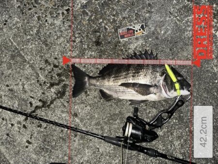 ボラの群れにルアーを通したら化けた!