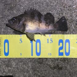 大寒波メバリング