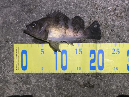 大寒波メバリング