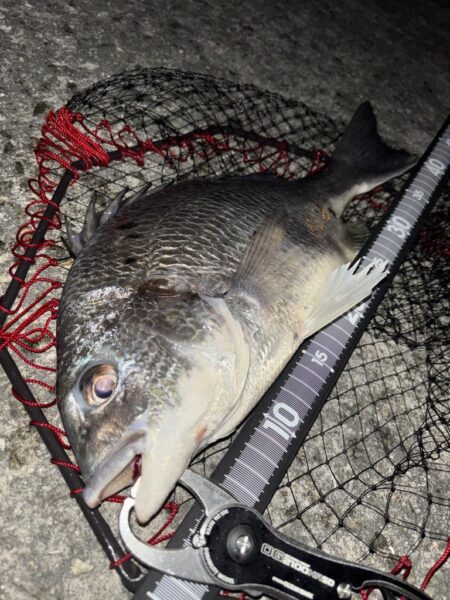 ヘチってきました