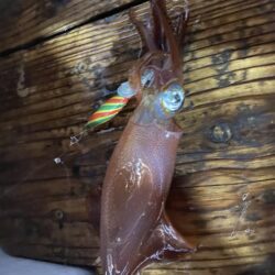 イカメタル調子良かったはずが…