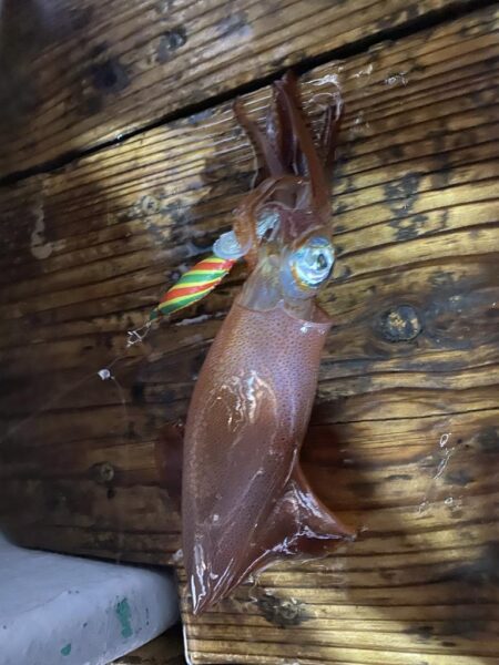 イカメタル調子良かったはずが…