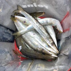 早朝のカマス釣り