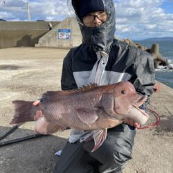 念願のコブダイ