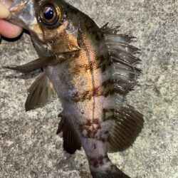 メバル③