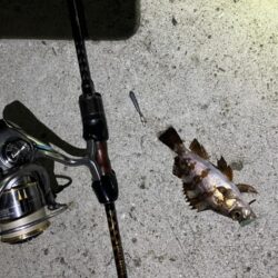 淡路島アジング