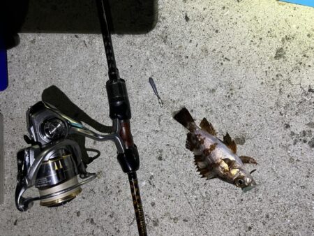 淡路島アジング