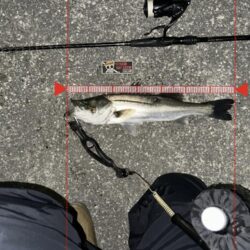 寒いのにニ投目、三投目でキャッチ！