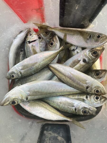 夕マズメのジグ単アジング