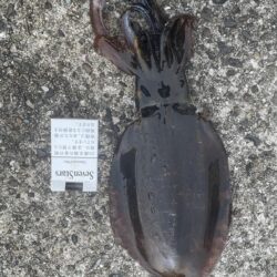 年明け2回目アジパトロール