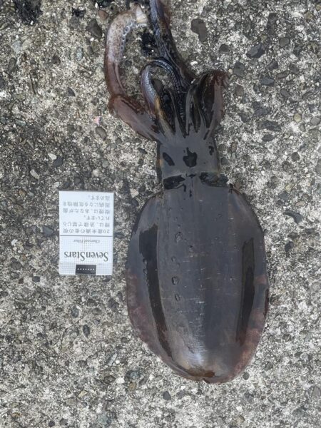 年明け2回目アジパトロール