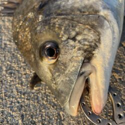 今年初めてのおチヌ様