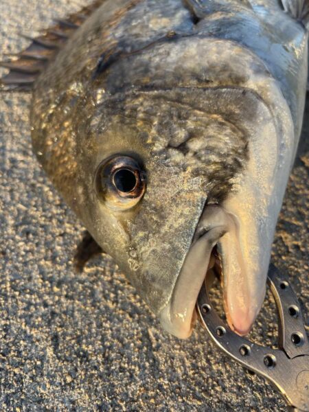 今年初めてのおチヌ様