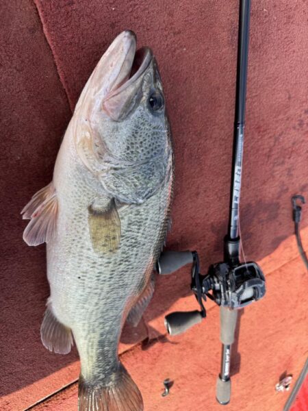 バマスト炸裂！