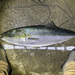 ブリブリのブリ。