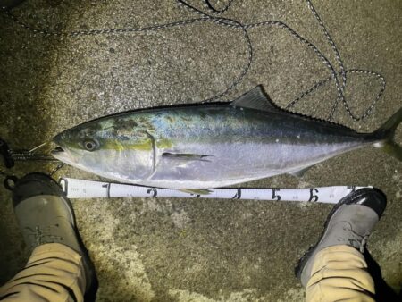 ブリブリのブリ。