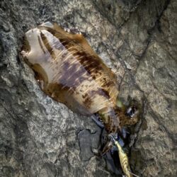 新年初エギング