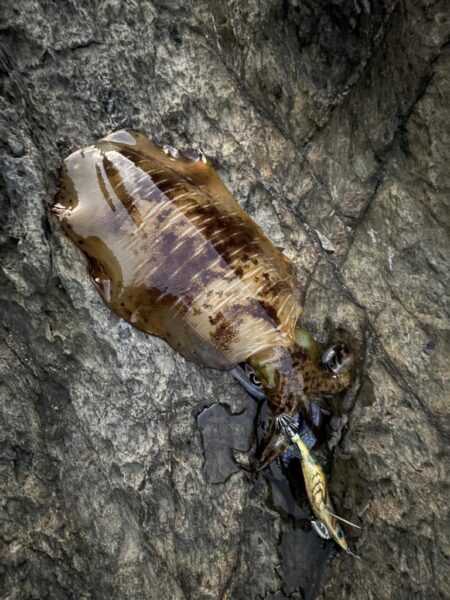 新年初エギング