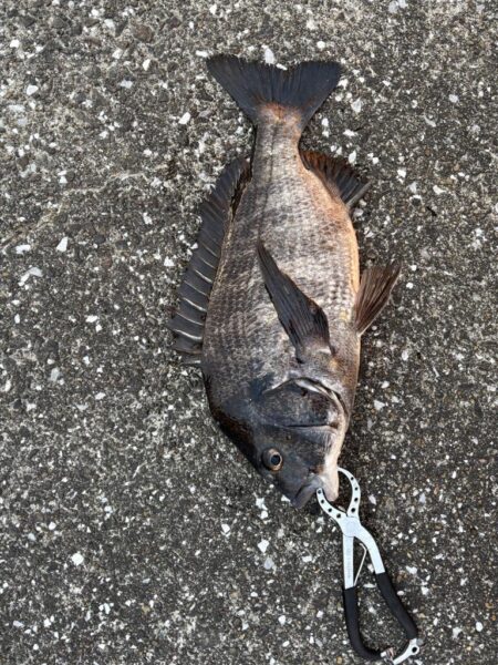 極寒のエビ撒きでチヌ