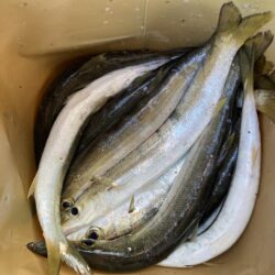 朝のデイカマッシング