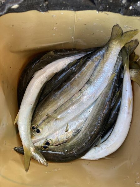 朝のデイカマッシング